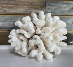 Brown Stem Cluster Coral