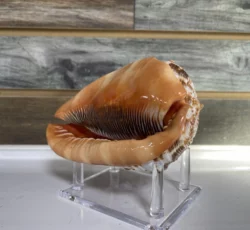 Cassis Rufa Aka Bullmouth