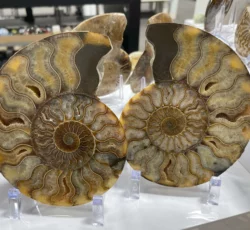 Fossil Ammonite Sliced Pair