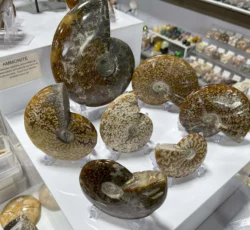 Fossil Ammonite Whole