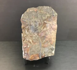 Fossil Crinoid Single