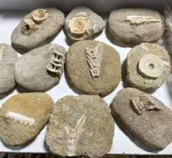Fossil Fish Bones