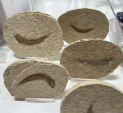 Fossil Fish Plate