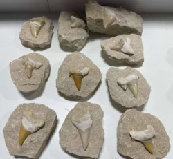 Fossil Otodus Shark Teeth