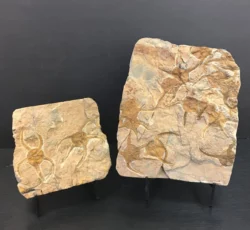Fossil Starfish