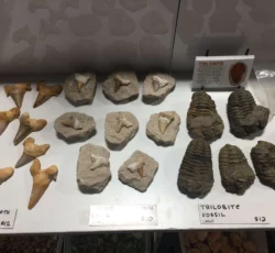 K Fossils