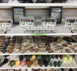 K Fossils And Figurines