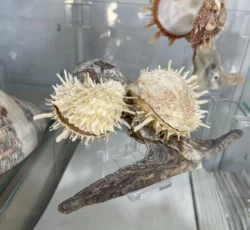 Malleus With Spondylus