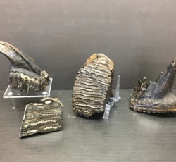 Mammoth Teeth