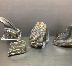 Mammoth Teeth