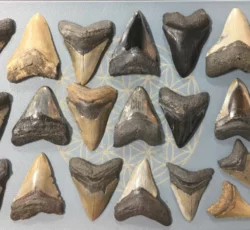 Megalodon Teeth (1)
