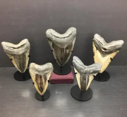 Megalodon Teeth On Stands