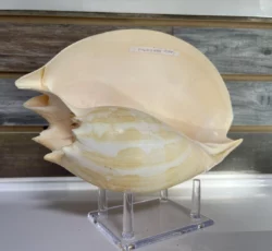 Melo Ambilicatus Aka Heavy Baler