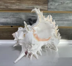 Murex Ramosus Aka Branch Murex