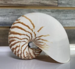 Nautilus