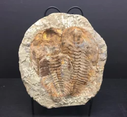 Trilobite Pair